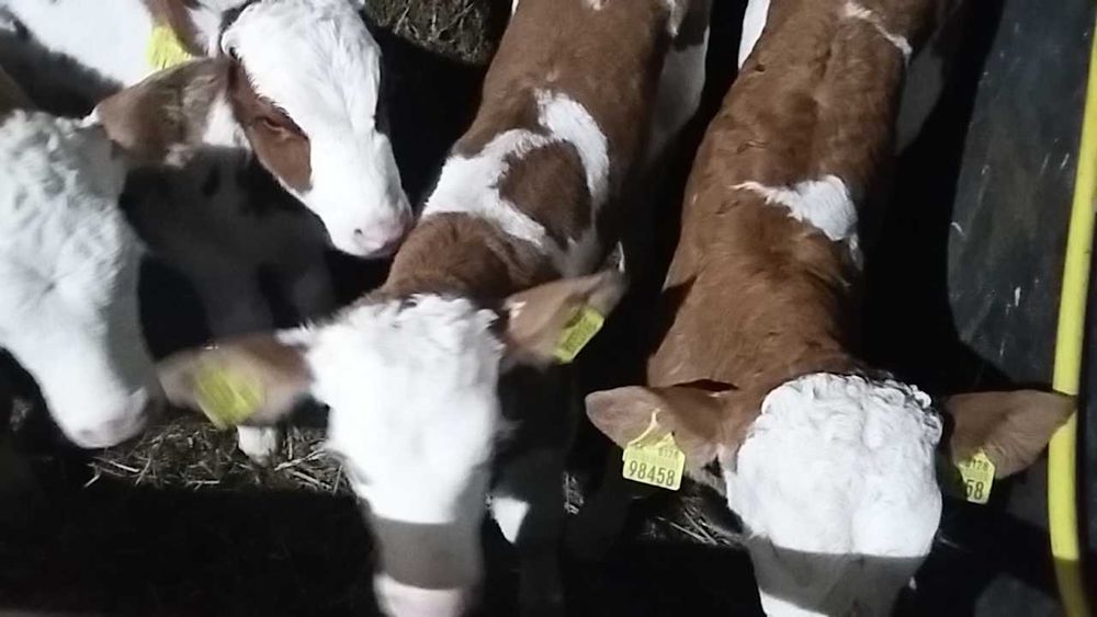 Miesne byczki jałoszki Błaszki Cieleta