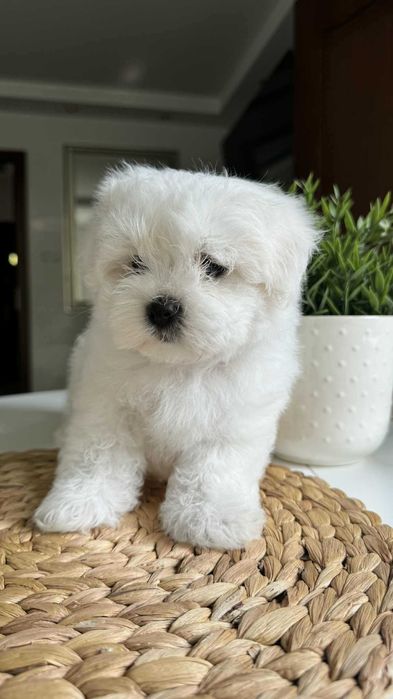 Chłopczyk Mini Maltańczyk z Rodowodem