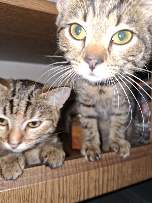 Дві маленькі принцеси шукають свій замок!