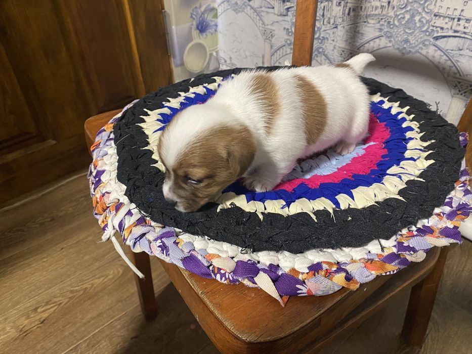 Банда Джеков  Расселлов