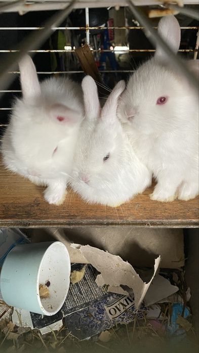 Coelho anão (Branco de olhos azuis)