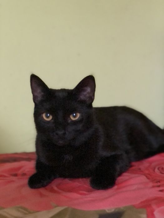 Котик 1 год бесплатно в семью