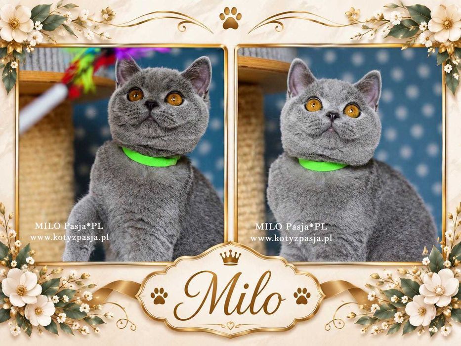 Kot brytyjski niebieski Milo Pasja*PL rodowód FPL/FIFE