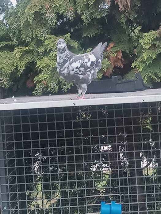 Gołębie Kingi młodzież