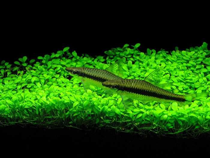 Глоссостигма. Аквариумные растения