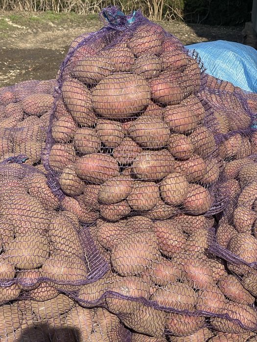 Czerwone ziemniaki jadalne Baltic Rose