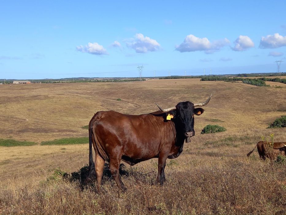 Bovinos de raça garvonesa