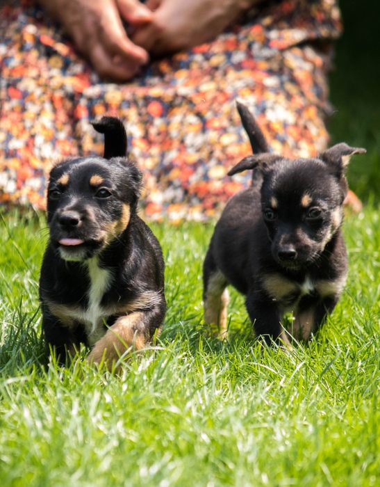 Lola i Bolo szukają domu na zawsze