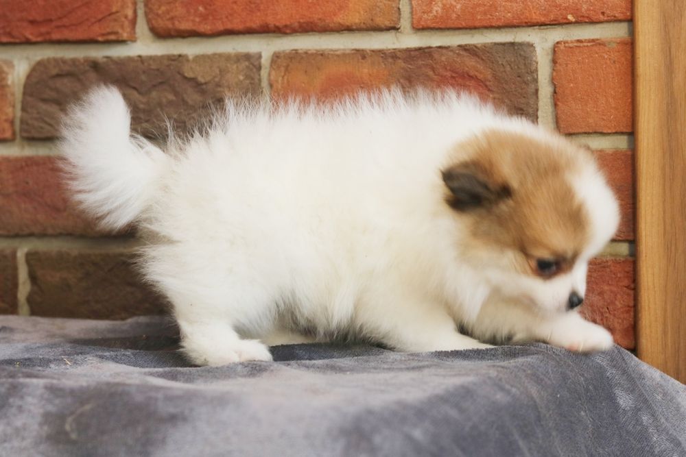 Przepiękny piesek pomeranian