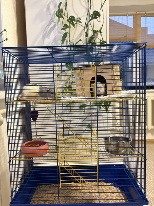 Віддам в хороші руки двух пацюків з кліткою