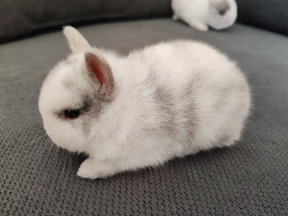 Coelhos anão disponível
