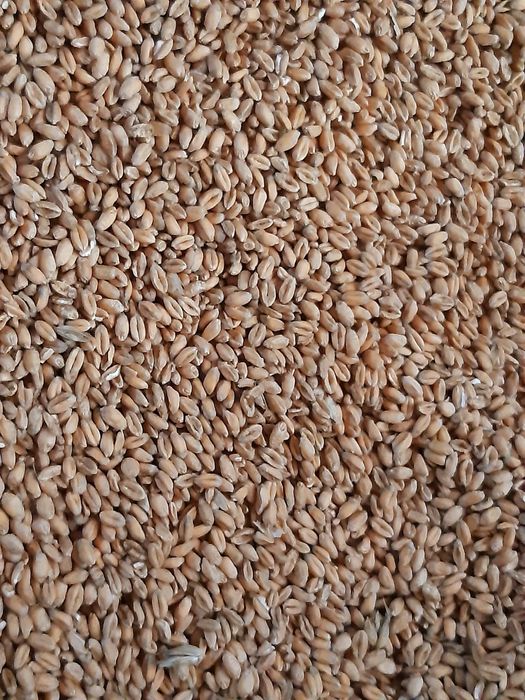 Pszenica dla kur 2025