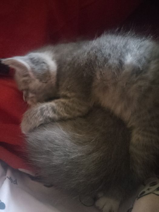 Продам сіамське кошеня 1,2 місяця