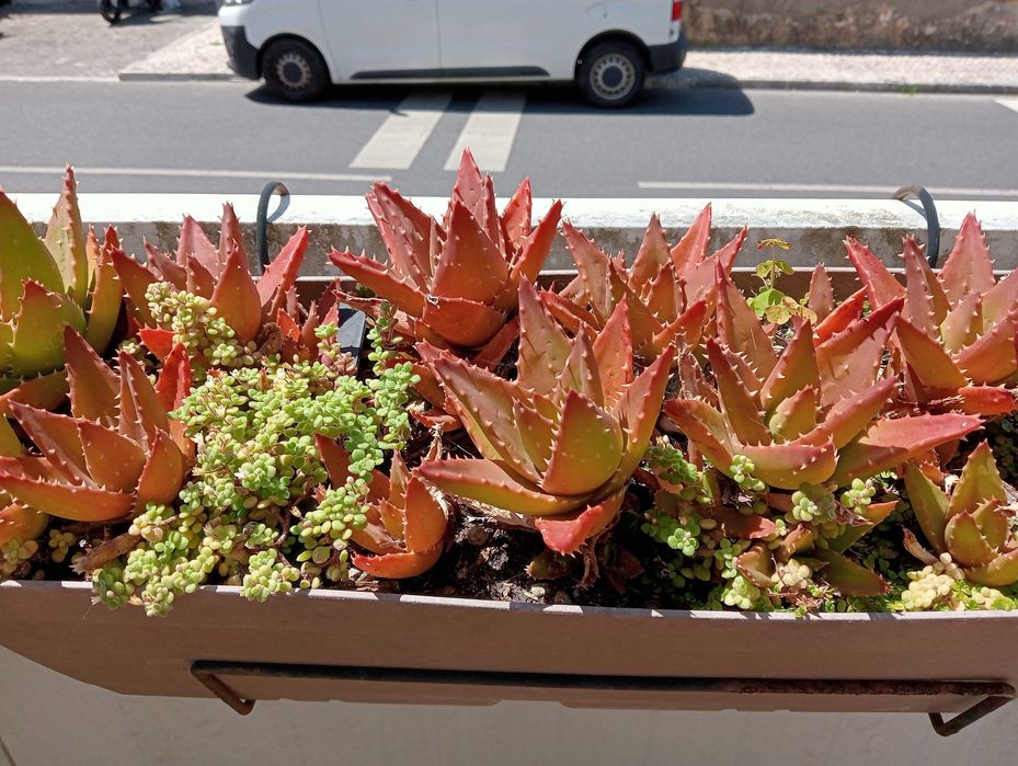 Planta natural, coroa