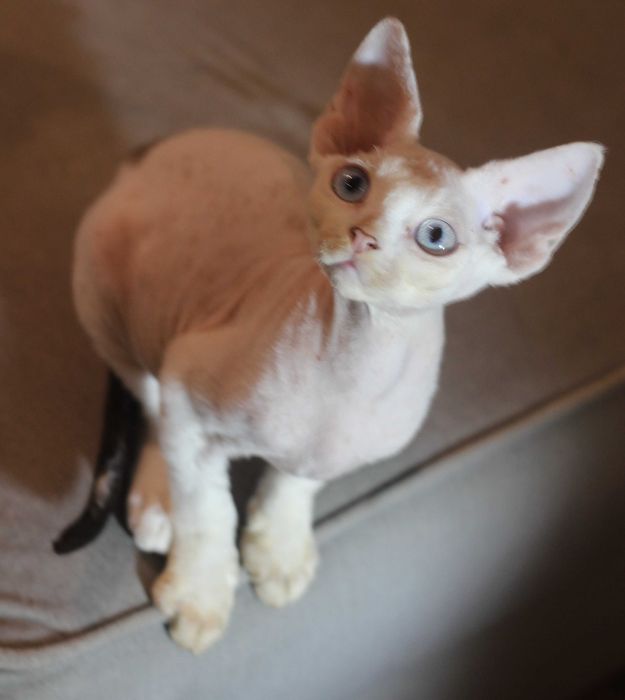 Ufo - arlekin Devon Rex po Championie