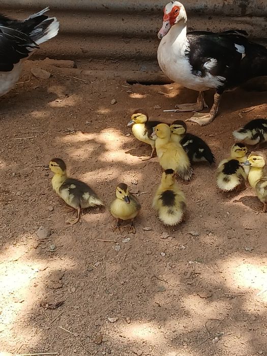 Vendo patos mudos pequenos