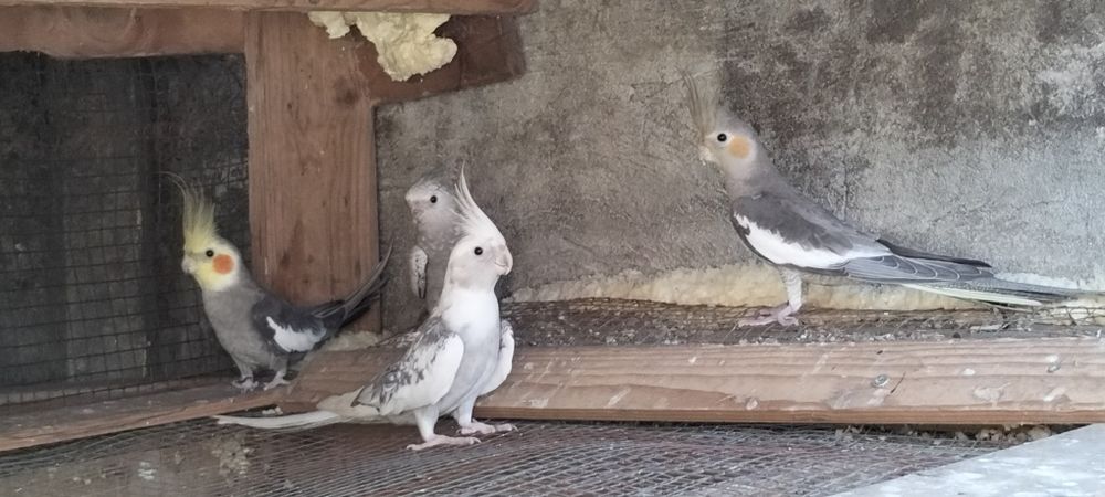 Caturras para vender