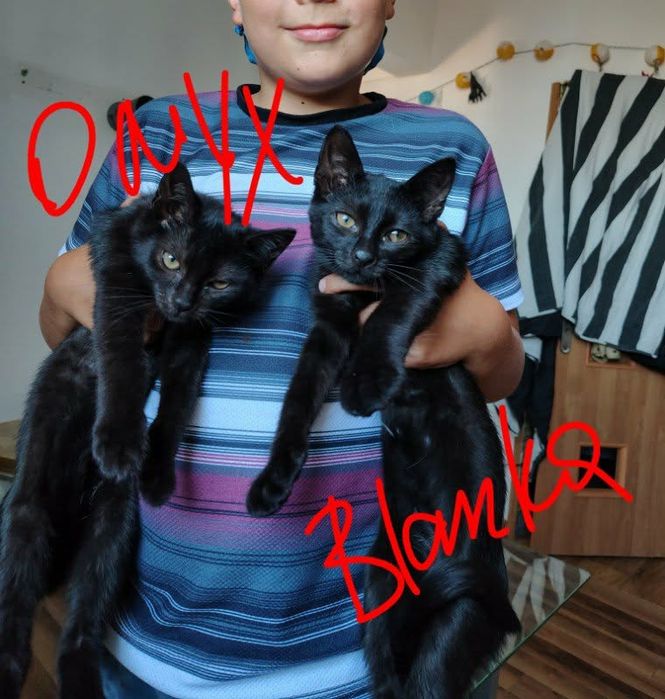 Blanka i Onyx 15 tygodni