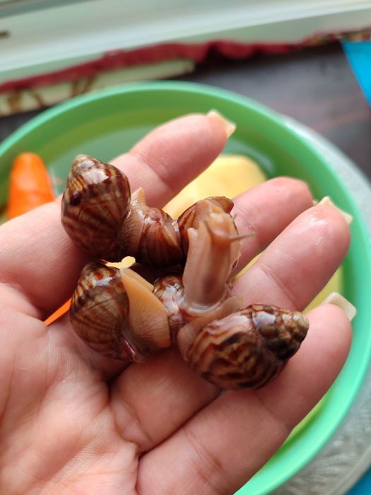 Равлики домашні дітки та мама