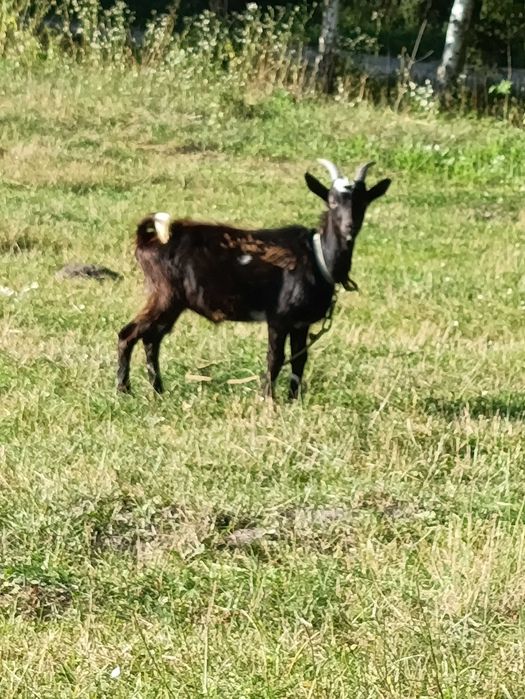 Кози козенята цапки