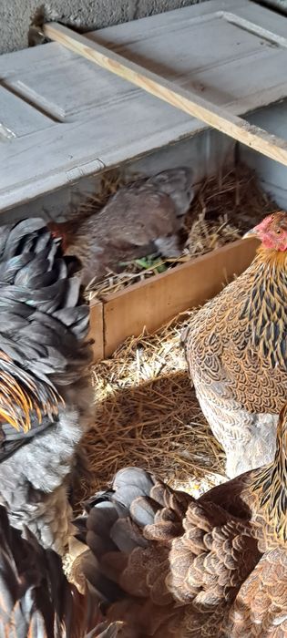 Ovos Galados Brahma Perdiz – Alta Fertilidade – Linhagem Gigante