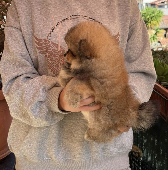 Померанський Шпіц