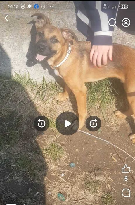 Молодий помісний Амстафф