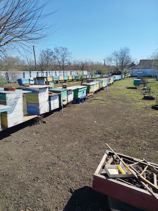Продам пасіку, бочки