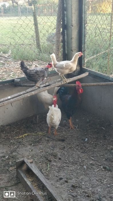 Galos caseiros varios