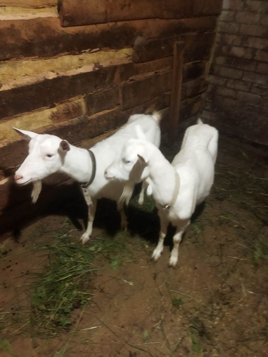 Продам дойных коз