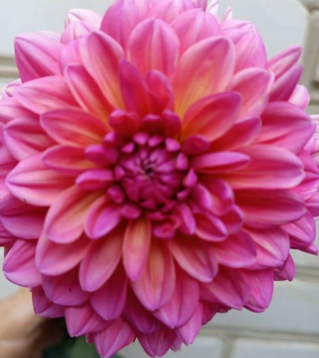 Георгіни, жоржини