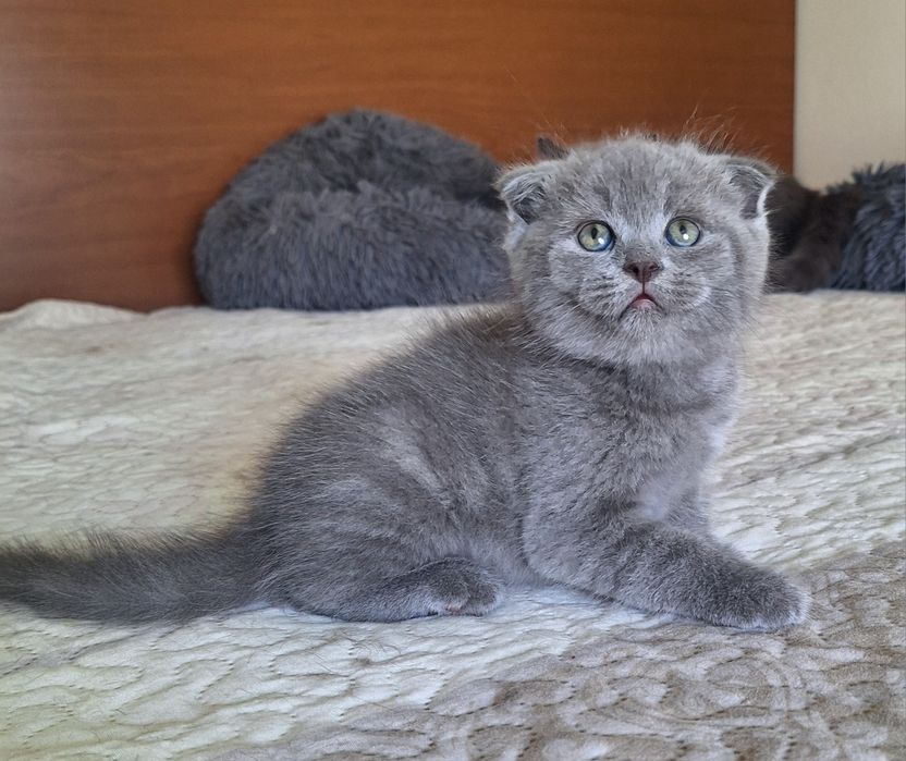 Scottish fold macho azul