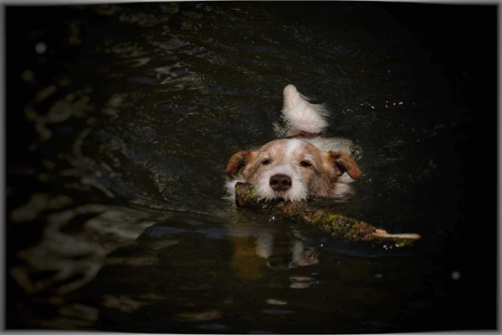 Do adopcji wyjątkowy pies –w typie Jack R. Terriera!