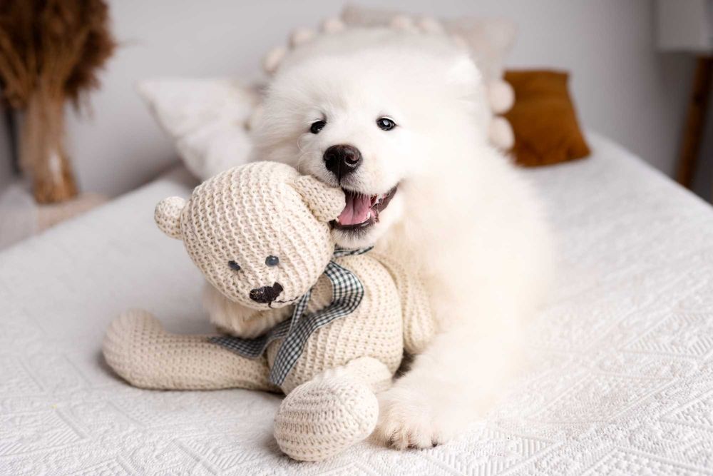 Samoyed – wyjątkowa suczka gotowa do zmiany domu