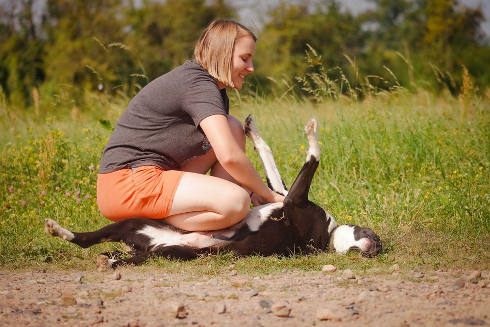Terenia - śliczna sunia szuka domu
