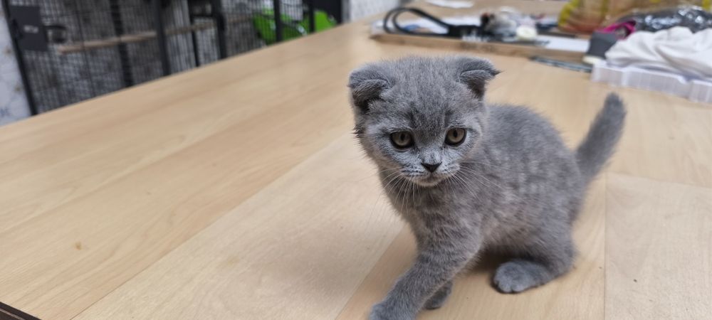 Gato Scottish fold azul fêmea muito meiguinho disponível para entrega imediata