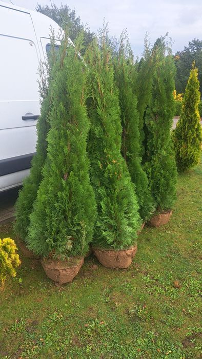 Tuja thuja tuje szmaragd