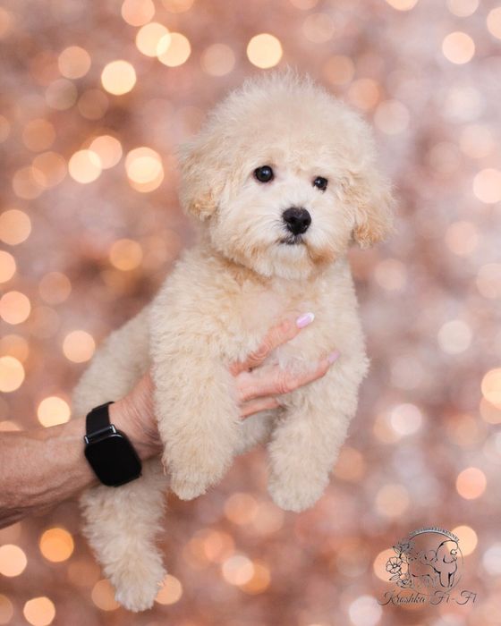 Щенята  мальтіпу