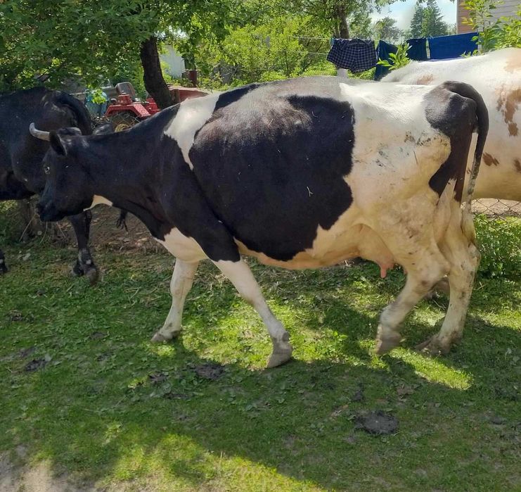 Продається тільна корова