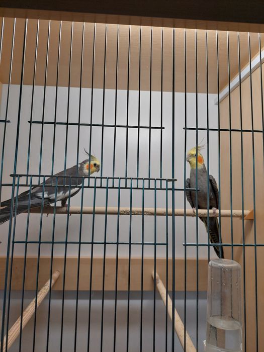 Papugi Nimfy samce , samiczki.