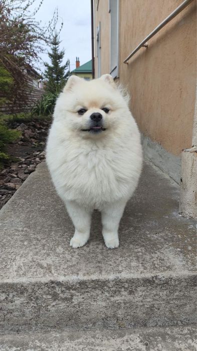 Вʼязка померанський шпіц