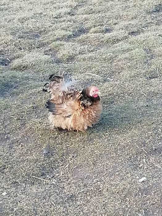 Kochin karzełek miniaturowy para