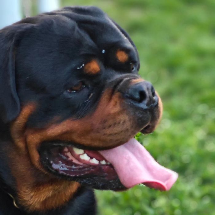 ротвейлер  в'язка