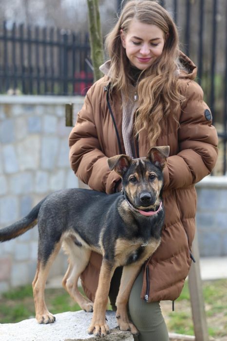Szczeniak do adopcji