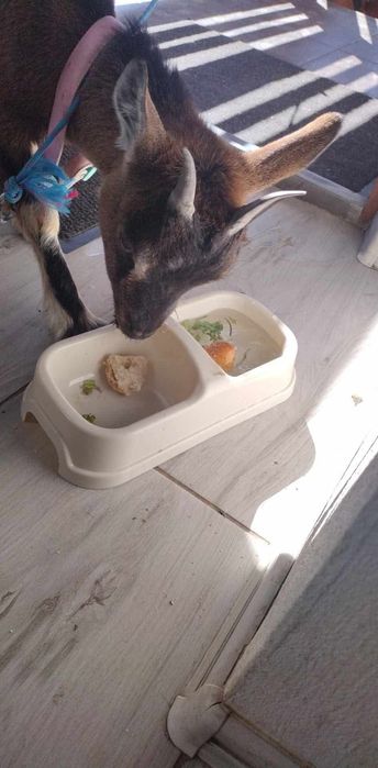 Koza miniaturka afrykańska