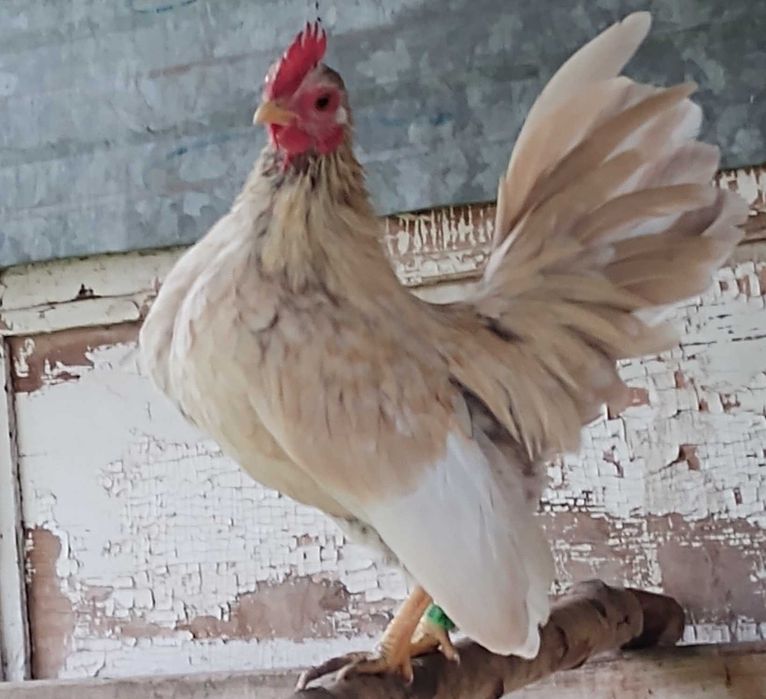 Serama koguty najmniejsza rasa