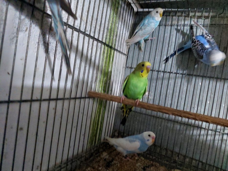 Periquitos australiano