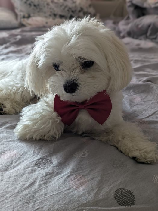 В'язка мальтійська балонка. Хлопчик