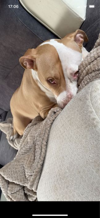 Amstaff (American Staffordshire Terrier) do adopcji.