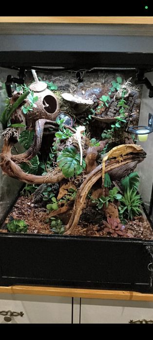 Terrarium + 2 gekony orzęsione
